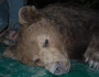 Πέντε αρκούδες ραδιοσημάνθηκαν από την Καλλιστώ