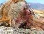 Περιστατικό θανάτωσης λύκου